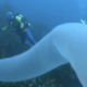 Illustration for article titled Marine biologists call this borg-like organism the unicorn of the sea